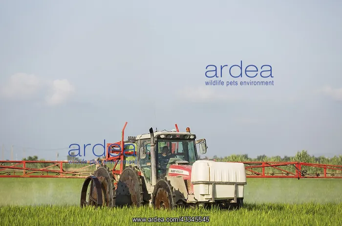 : A tractor sprays a fungicide onto the rice fields : A tractor sprays a fungicide onto the rice fields