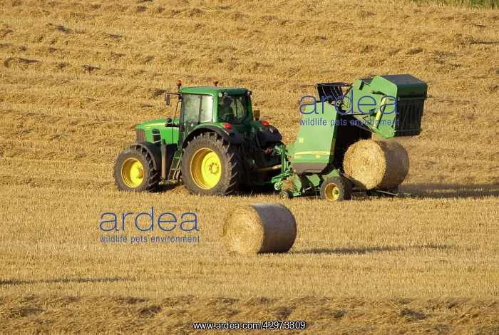 : Tractor stopping to allow hay bale making machine : Tractor stopping to allow hay bale making machine