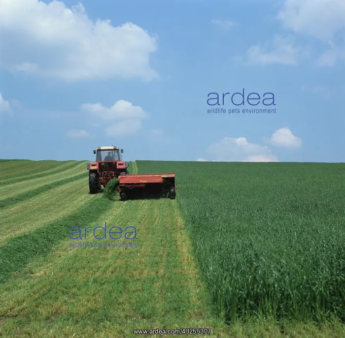 : Tractor and Taarup mower cutting ryegrass : Tractor and Taarup mower cutting ryegrass