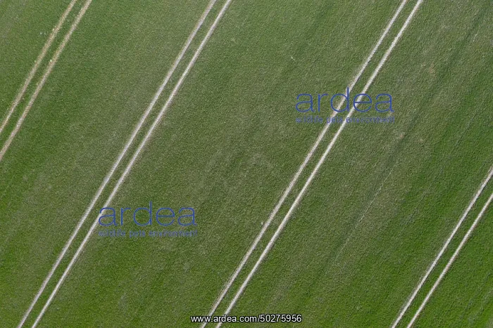 : Tractor tracks : Tractor tracks