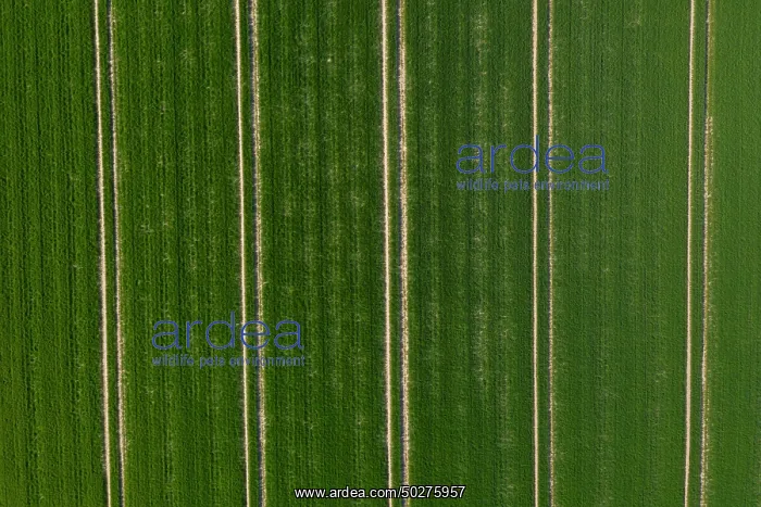 : Tractor tracks : Tractor tracks