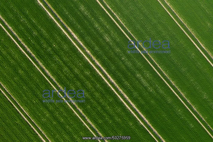 : Tractor tracks : Tractor tracks