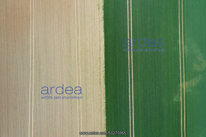 : Tractor tracks : Tractor tracks
