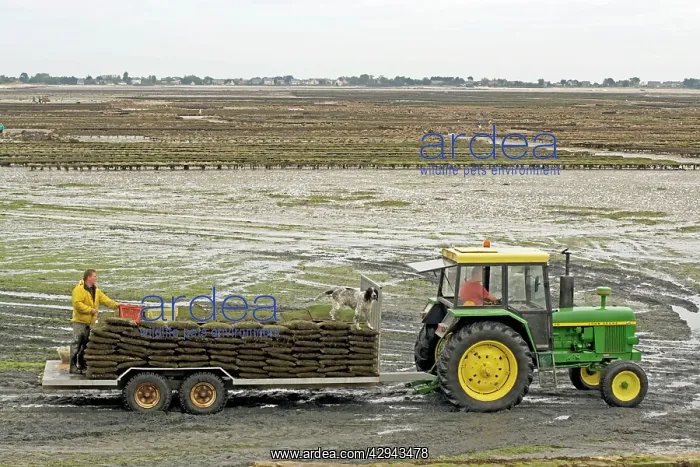 : Tractor and trailer with oysters at low tide : Tractor and trailer with oysters at low tide