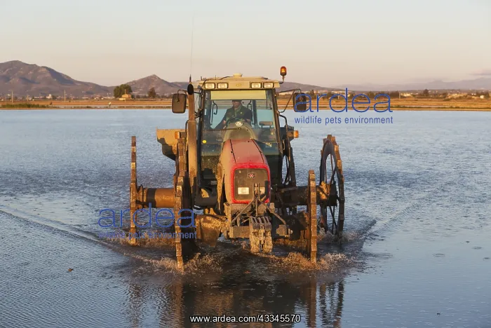 : A tractor is used for sowing rice seeds in the flooded : A tractor is used for sowing rice seeds in the flooded