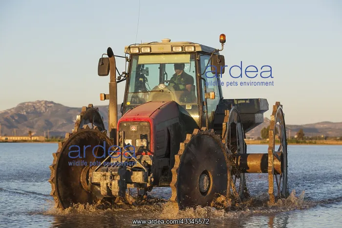 : A tractor is used for sowing rice seeds in the flooded : A tractor is used for sowing rice seeds in the flooded