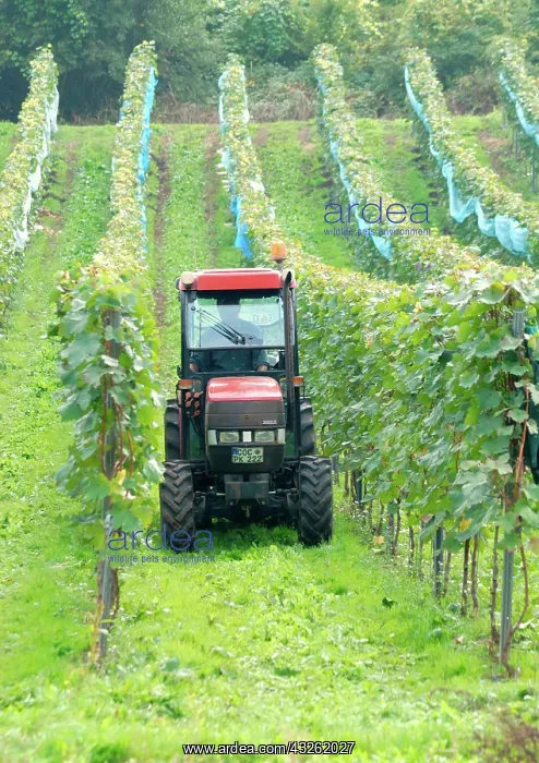 : Tractor in a vineyard in Moselle valley, Rhineland-Palatinat : Tractor in a vineyard in Moselle valley, Rhineland-Palatinat