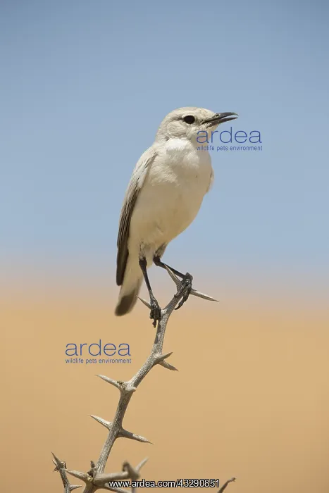  : Tractrac Chat (Cercomela tractrac) perched on a