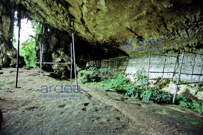 : Traders Cave, Sarawak, Malaysia : Traders Cave, Sarawak, Malaysia