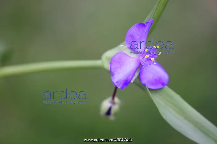 : Tradescantia : Tradescantia