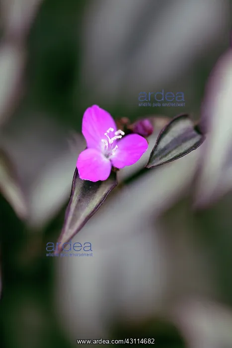 : Tradescantia, Purple Tradescantia, Tradescantia : Tradescantia, Purple Tradescantia, Tradescantia