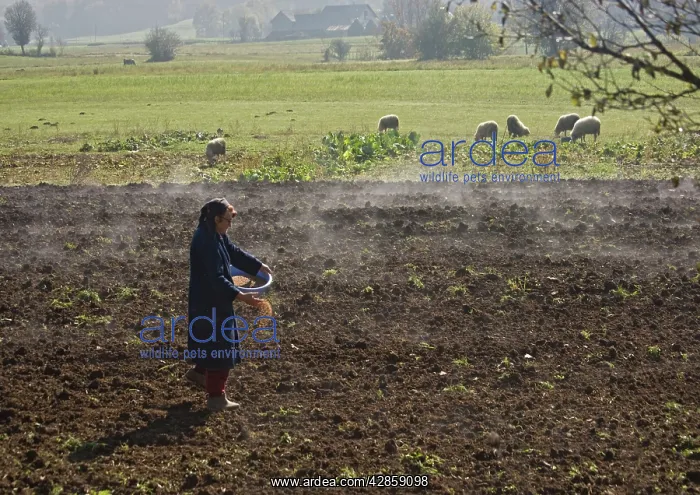  : Traditional agriculture in Croatia - broadcasting