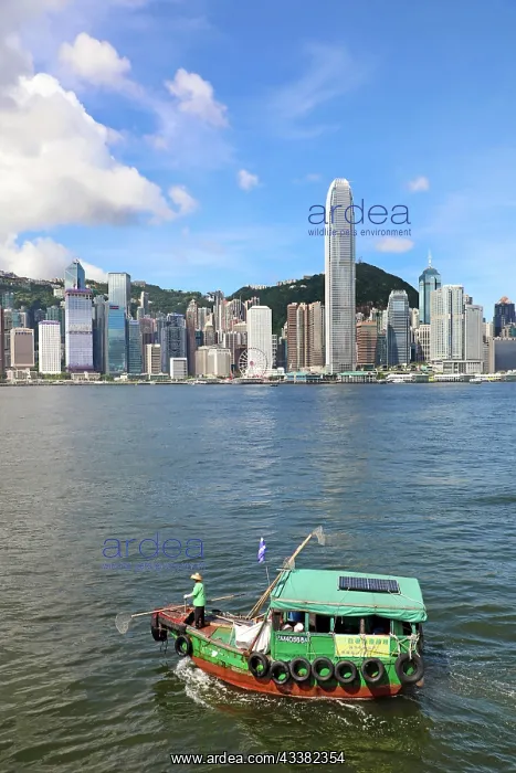 : Traditional boat in Victoria Harbour and Skyline, Hong Kong : Traditional boat in Victoria Harbour and Skyline, Hong Kong
