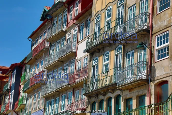 : Traditional buildings and houses in Porto, Portugal : Traditional buildings and houses in Porto, Portugal