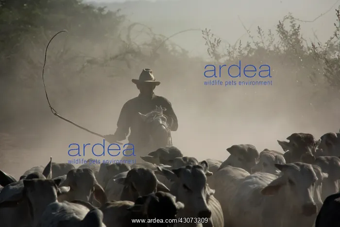 : Traditional Cavaliero and his cattle in the dust : Traditional Cavaliero and his cattle in the dust