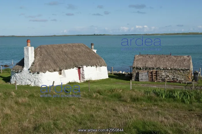 : Traditional cottage - with thatch roof : Traditional cottage - with thatch roof