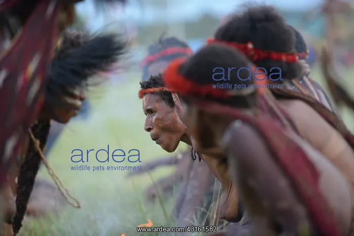 : Traditional dance of Dani women in the Baliem Valley : Traditional dance of Dani women in the Baliem Valley