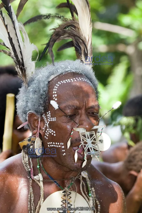 : Traditional dancer Solomon Islands : Traditional dancer Solomon Islands