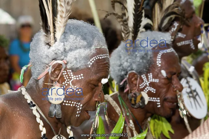 : Traditional dancers Solomon Islands : Traditional dancers Solomon Islands