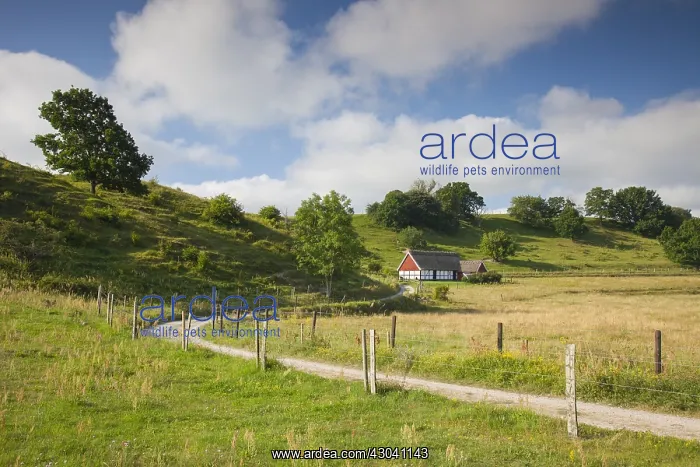: Traditional farmhouse at Broesarps backar - Skane - Sweden : Traditional farmhouse at Broesarps backar - Skane - Sweden