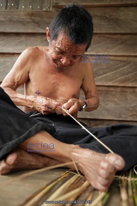 : traditional fish basket Tangguk'WWF-Indonesia : traditional fish basket Tangguk'WWF-Indonesia