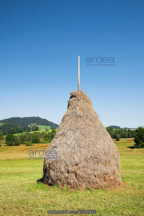 : Traditional haystack Triste in the Schwantenau moorland : Traditional haystack Triste in the Schwantenau moorland