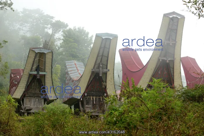 : Traditional houses in Tana Toradja in the mist : Traditional houses in Tana Toradja in the mist