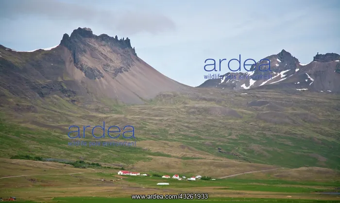 : Traditional Icelandic farm : Traditional Icelandic farm