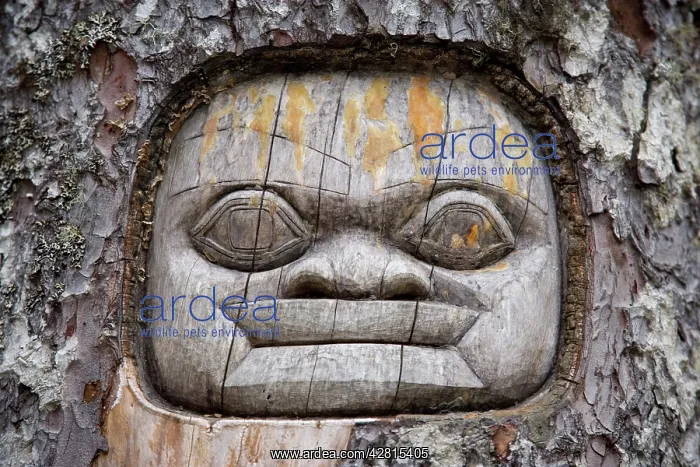 : Traditional living-tree totem carving Mount Roberts Tramway : Traditional living-tree totem carving Mount Roberts Tramway