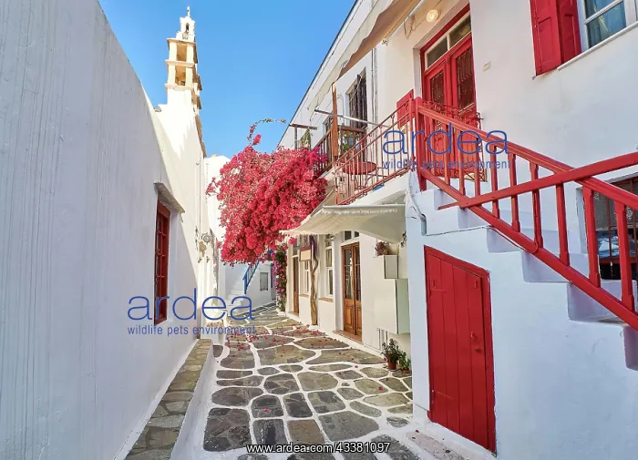 : Traditional narrow streets, beautiful alleyways : Traditional narrow streets, beautiful alleyways