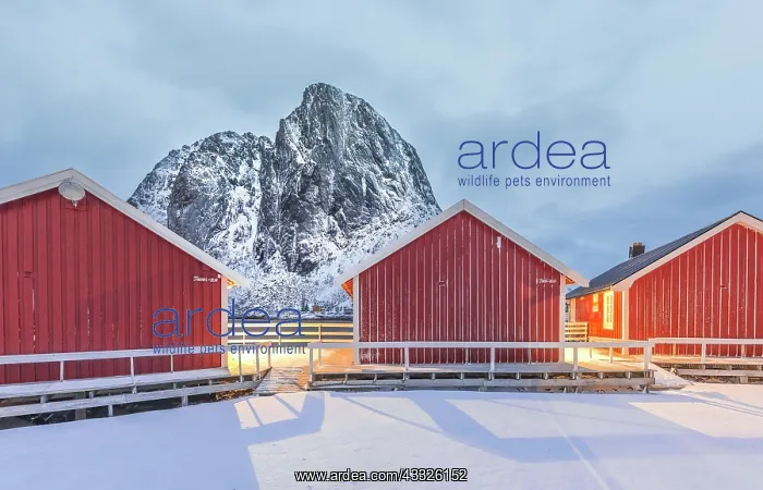 : Traditional Norwegian red cabin accommodation in the Lofoten : Traditional Norwegian red cabin accommodation in the Lofoten