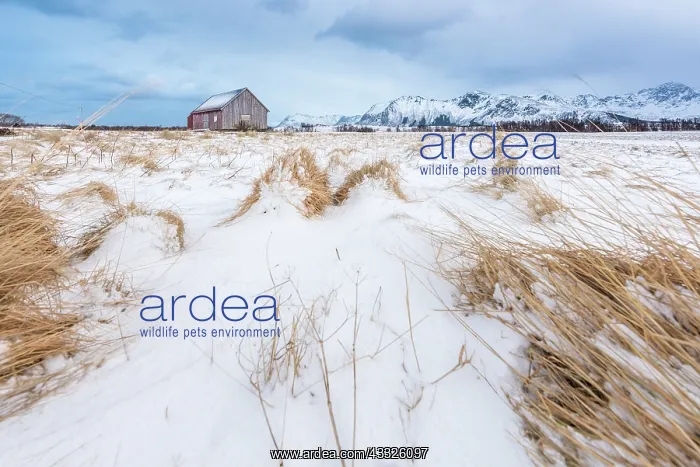: Traditional Norwegian Red Cabin in field covered with snow : Traditional Norwegian Red Cabin in field covered with snow