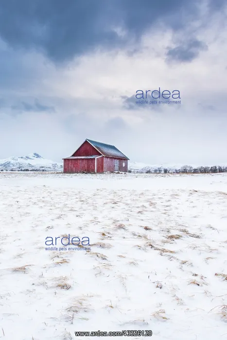 : Traditional Norwegian Red Cabin in field covered with snow : Traditional Norwegian Red Cabin in field covered with snow