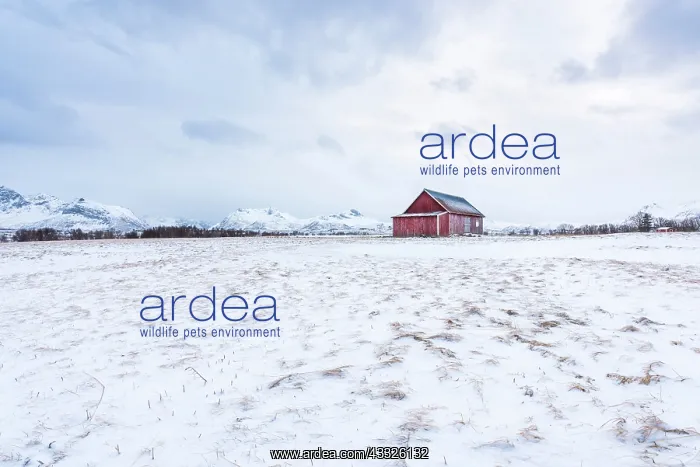 : Traditional Norwegian Red Cabin in field covered with snow : Traditional Norwegian Red Cabin in field covered with snow