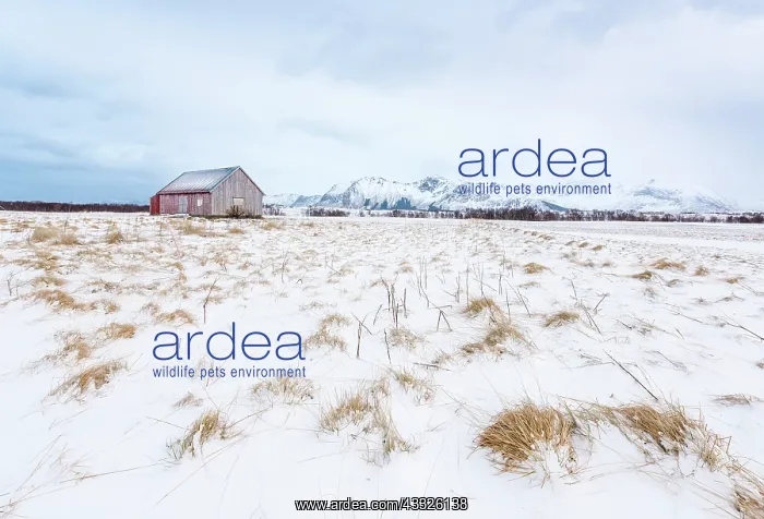 : Traditional Norwegian Red Cabin in field covered with snow : Traditional Norwegian Red Cabin in field covered with snow