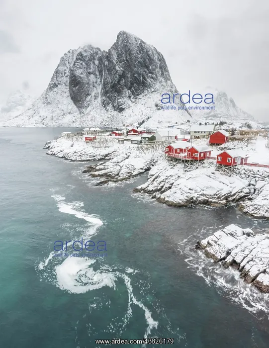 : Traditional norwegian red cabins (Rorbuer) at the waterfront in the Lofoten Islands : Traditional norwegian red cabins (Rorbuer) at the waterfront in the Lofoten Islands