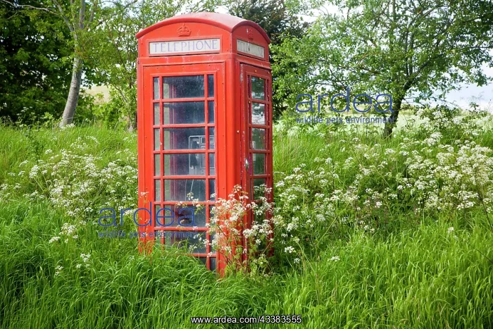 : Traditional red telephone box in rural area becoming : Traditional red telephone box in rural area becoming