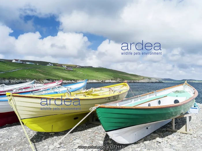 : Traditional rowboats, or Shetland Yoal : Traditional rowboats, or Shetland Yoal