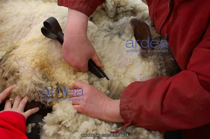 : Traditional sheep shearing with scissors in Latvia : Traditional sheep shearing with scissors in Latvia