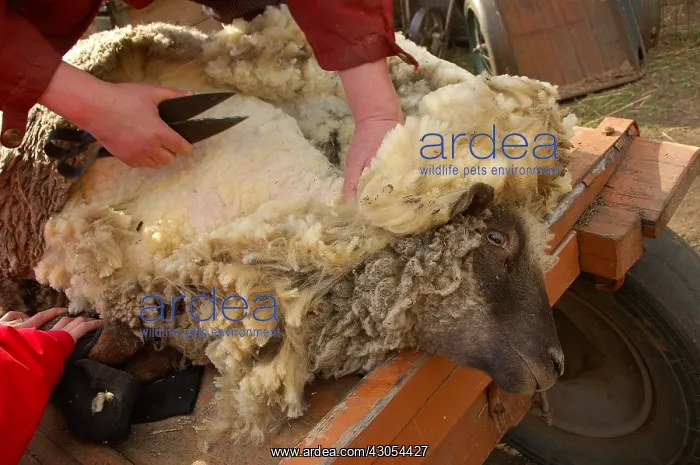 : Traditional sheep shearing with scissors in Latvia : Traditional sheep shearing with scissors in Latvia