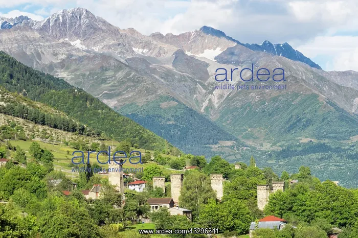 : Traditional Svanetian towers in Shkhara Mountains : Traditional Svanetian towers in Shkhara Mountains