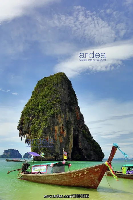 : Traditional Thai long tail boat and limetone rock format : Traditional Thai long tail boat and limetone rock format