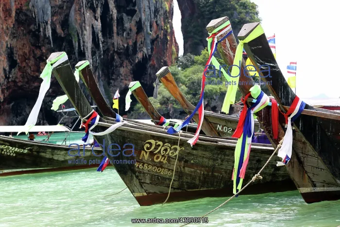 : Traditional Thai long tail boats at Phranang Cave Beach : Traditional Thai long tail boats at Phranang Cave Beach