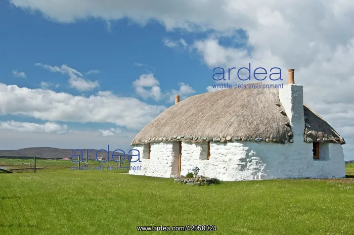 : Traditional thatched cottage : Traditional thatched cottage