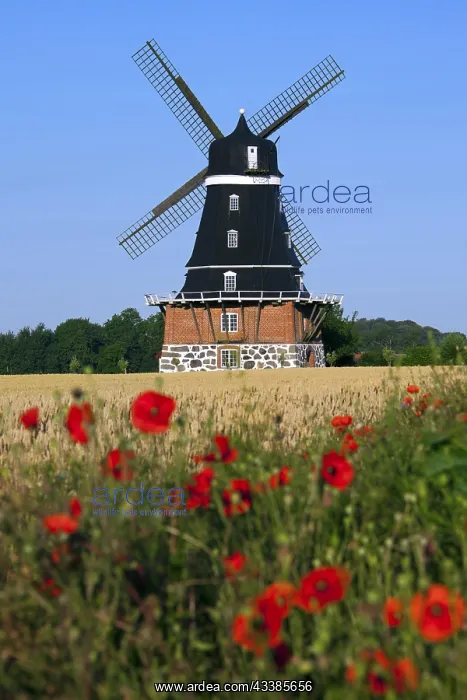 : Traditional windmill in field at Krageholm, Sk ne : Traditional windmill in field at Krageholm, Sk ne