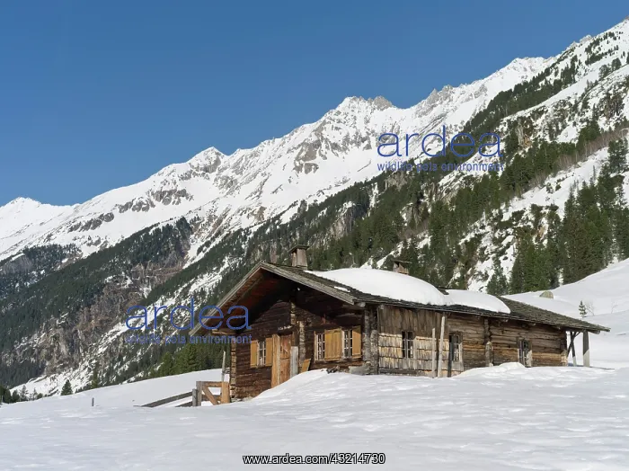  : Traditional wooden mountain hut or Alp in