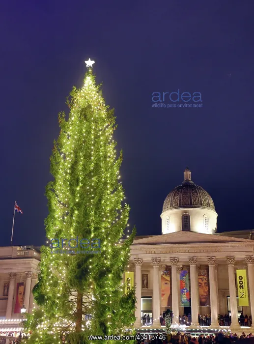 : Trafalgar Square Christmas Tree, London, England : Trafalgar Square Christmas Tree, London, England