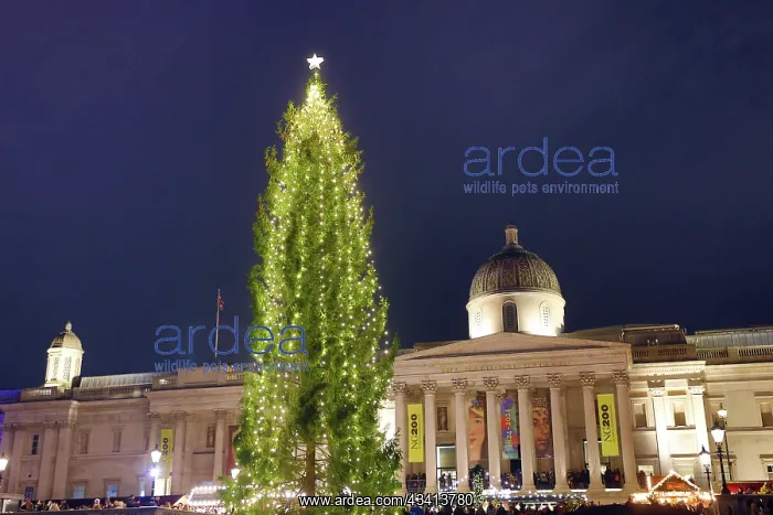 : Trafalgar Square Christmas Tree, London, England : Trafalgar Square Christmas Tree, London, England