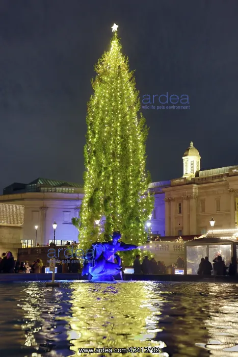 : Trafalgar Square Christmas Tree, London, England : Trafalgar Square Christmas Tree, London, England