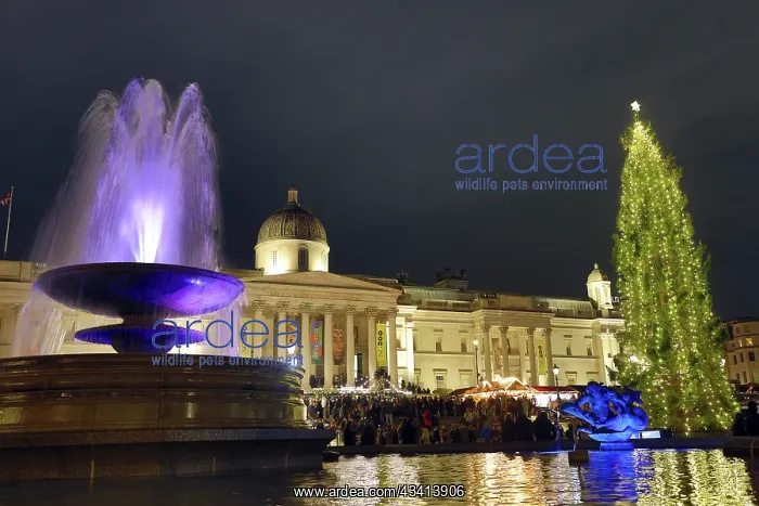 : Trafalgar Square Christmas Tree, London, England : Trafalgar Square Christmas Tree, London, England